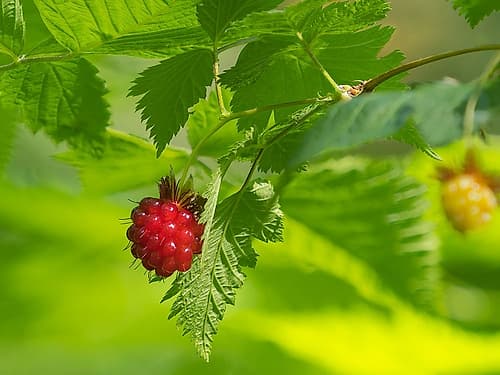 Washington State, Central Cascades. Edible and delicious red salmonberry fruit with leaves close-up Art Print